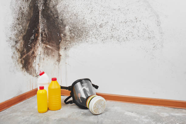 Best Emergency Mold Removal  in USA